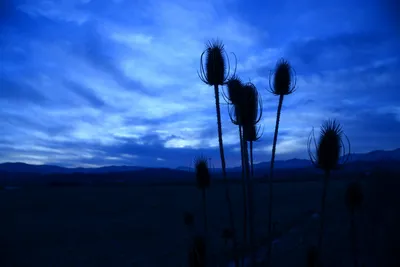 DSC_0950 (Large).JPG